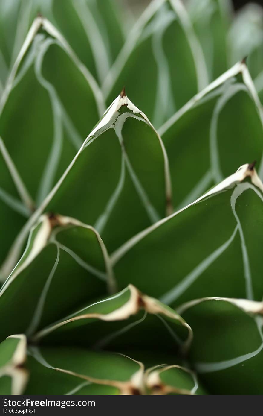 Cactus Petals