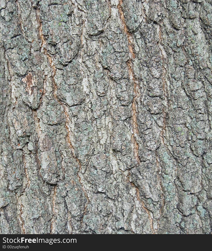 Tree bark closeup texture or background