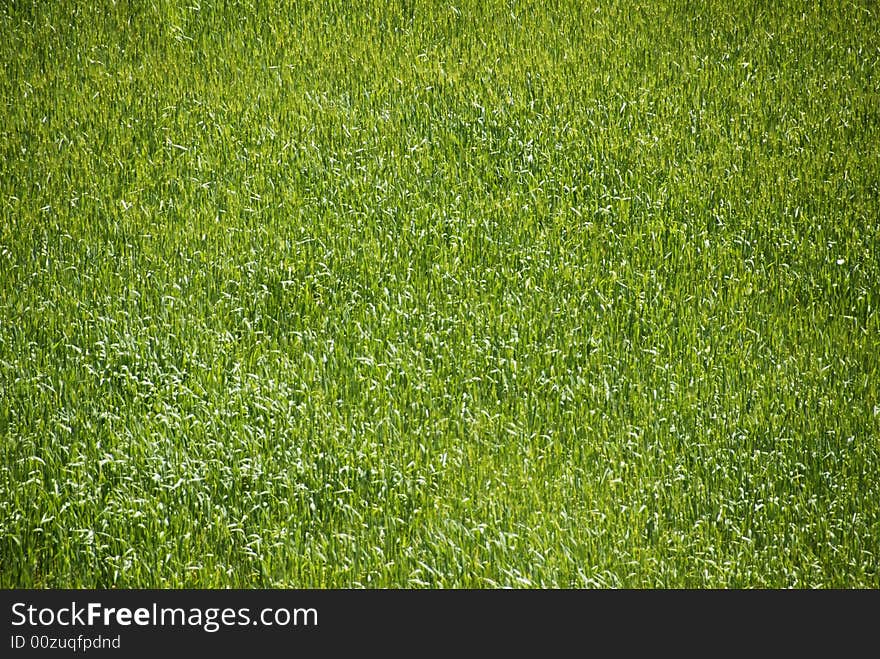 A field of tall green flowing grass. A field of tall green flowing grass