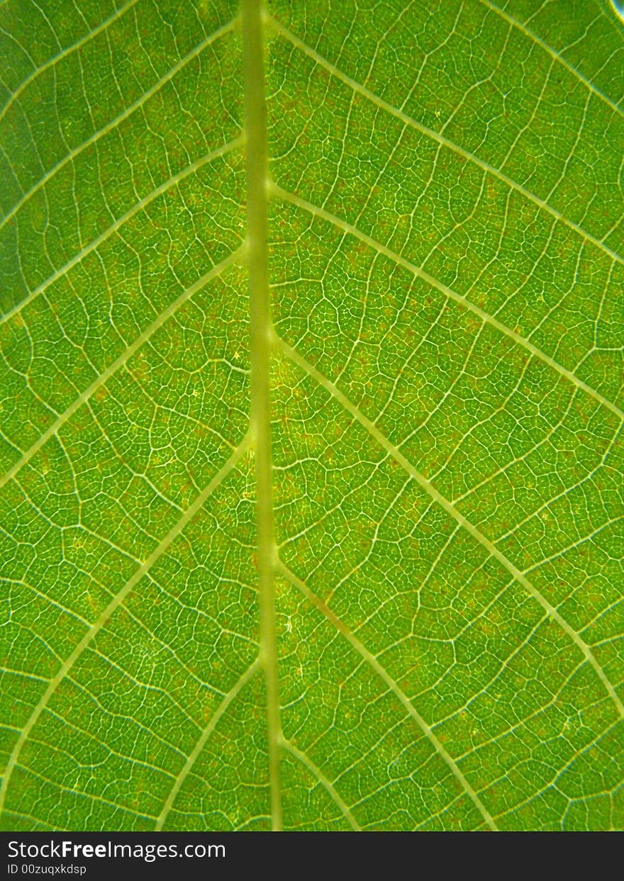 Close up of the emerald colored walnut leaf. Close up of the emerald colored walnut leaf