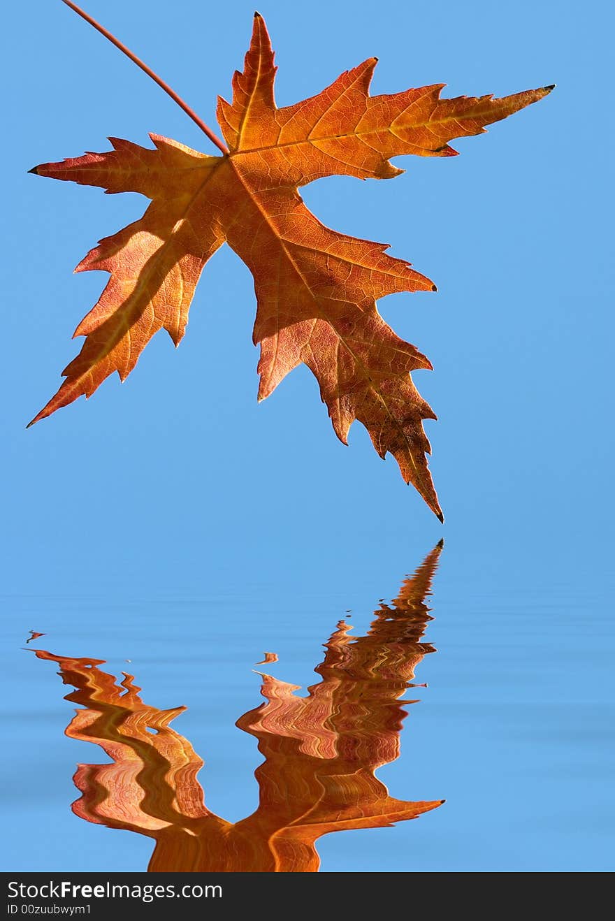 Yellow autumn leaf