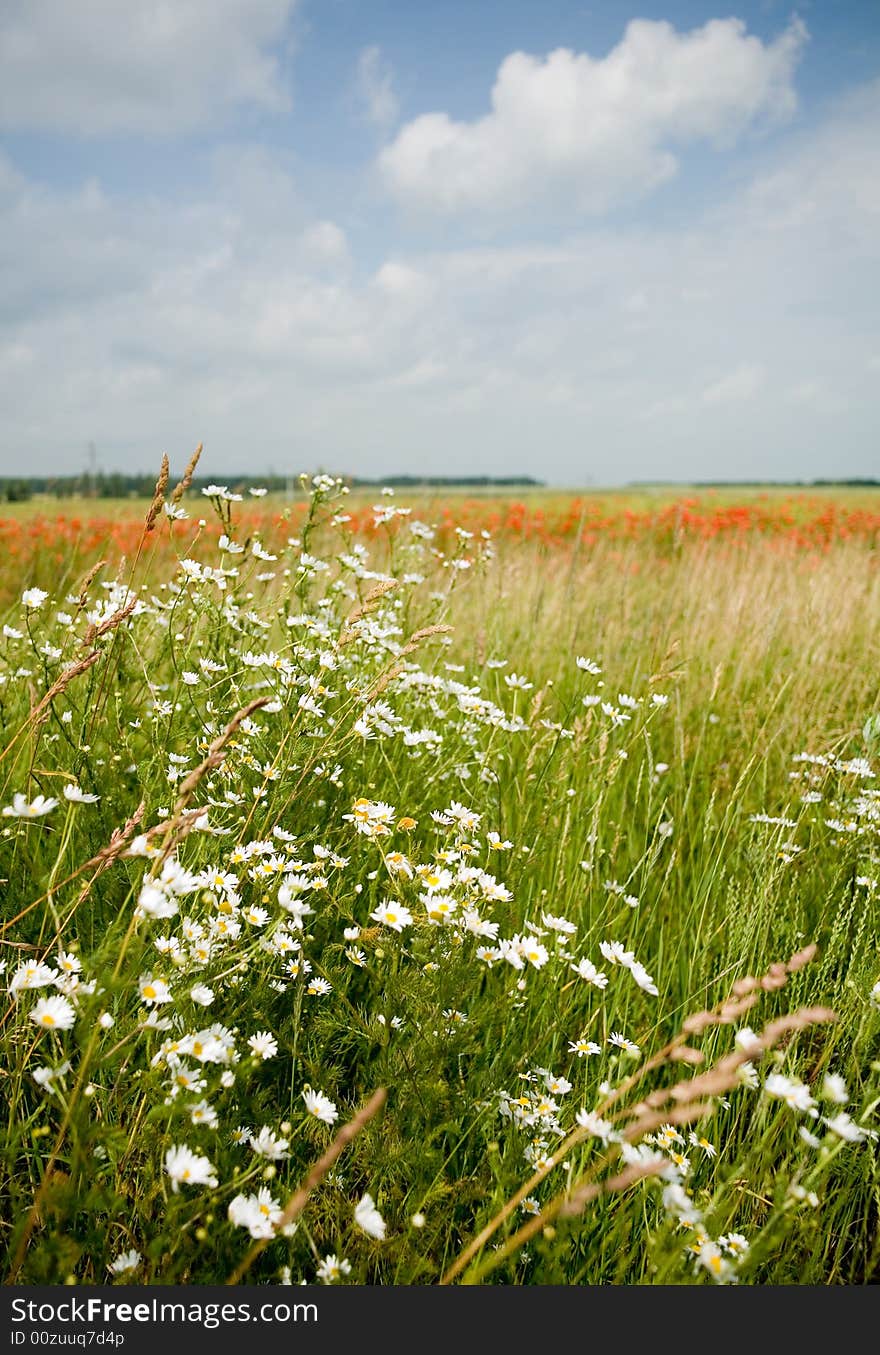 An image of field with white flowers. An image of field with white flowers