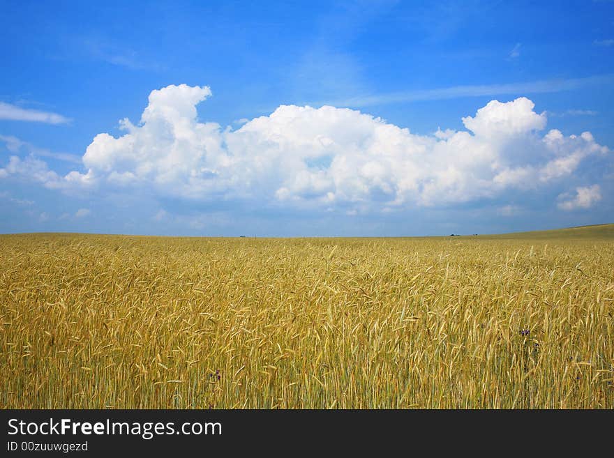 An image of a field with yellow rye