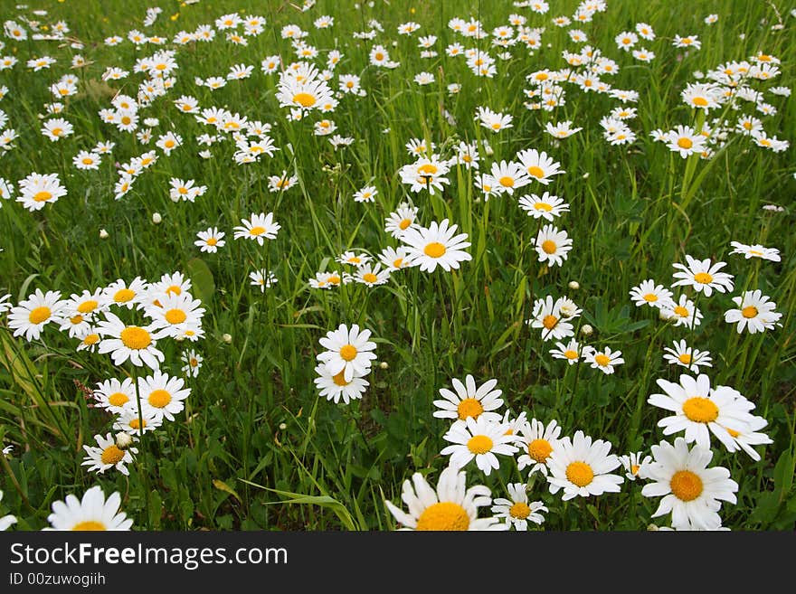 Camomiles on meadow