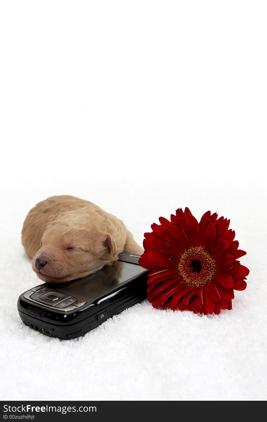 A little puppy sleeping close to a cell phone. A little puppy sleeping close to a cell phone