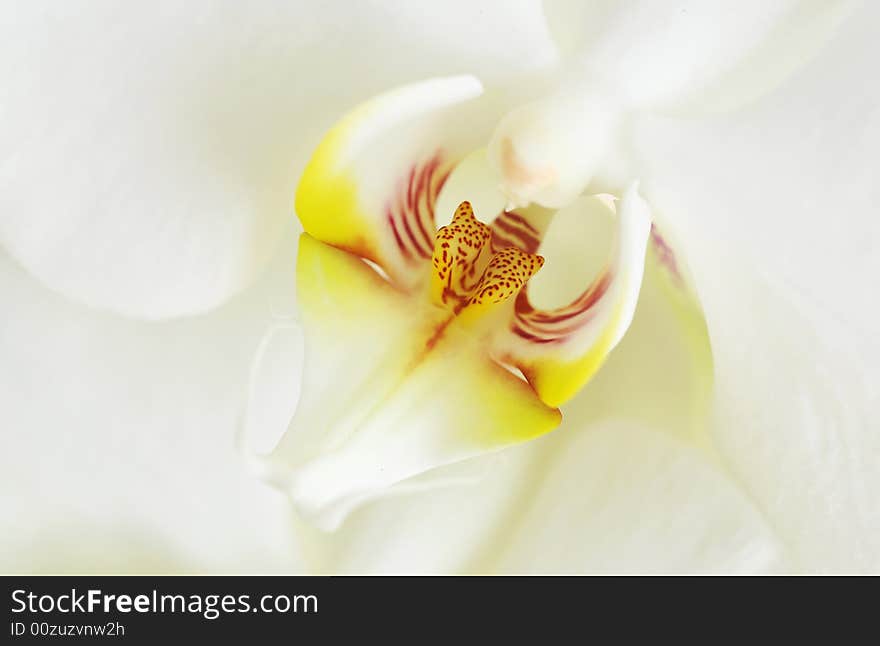 Close up of white orchid