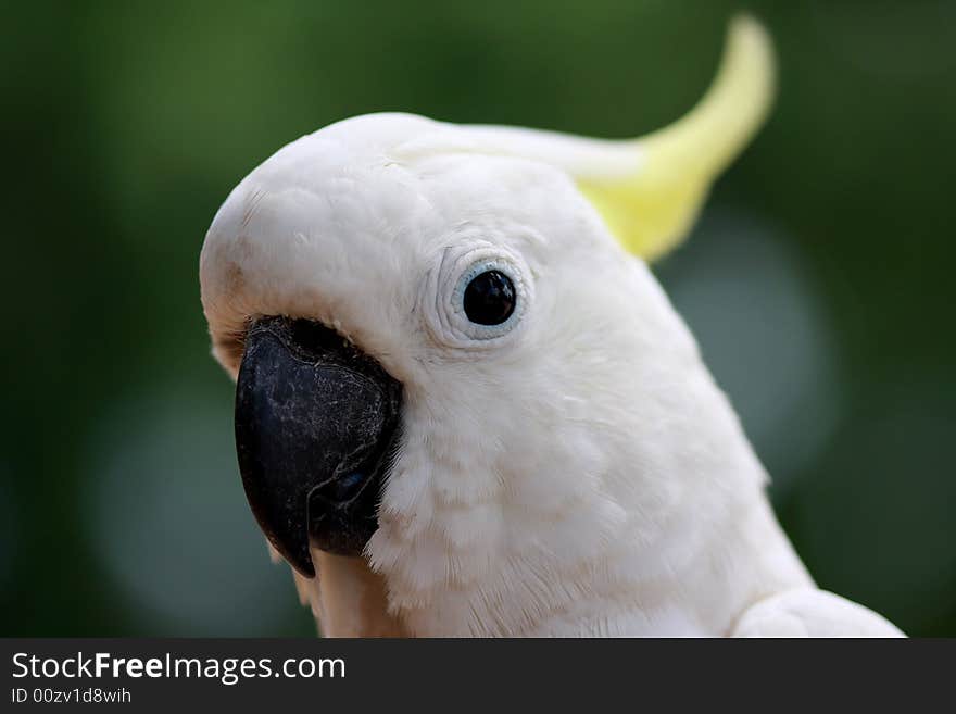 This is a eye detail for parrots eye. This is a eye detail for parrots eye