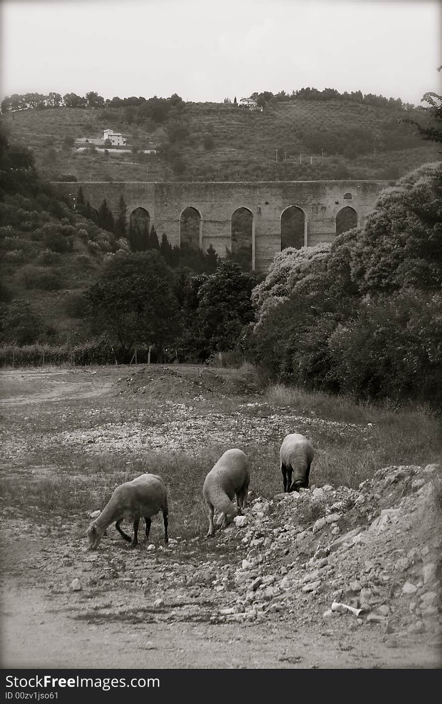 Photo of sheep at pasture in Spoleto, toned bw. Photo of sheep at pasture in Spoleto, toned bw