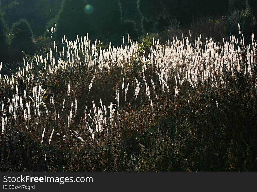 Well actually this is just some kind of grass, I can't remember it's name. Why do I name this picture reflection? Just because it looks like the reflection on the water.