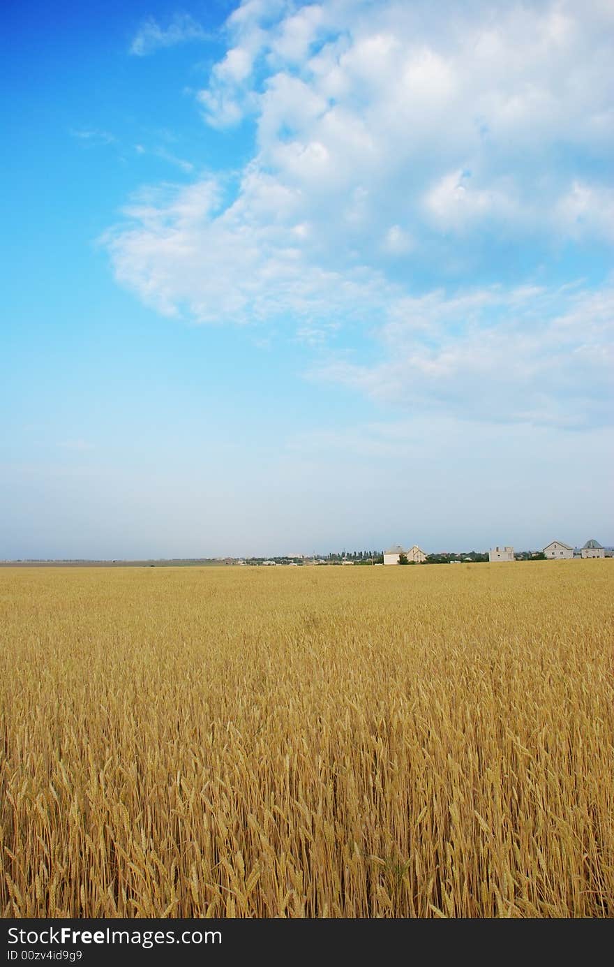 Wheat field over cloudy blue sky