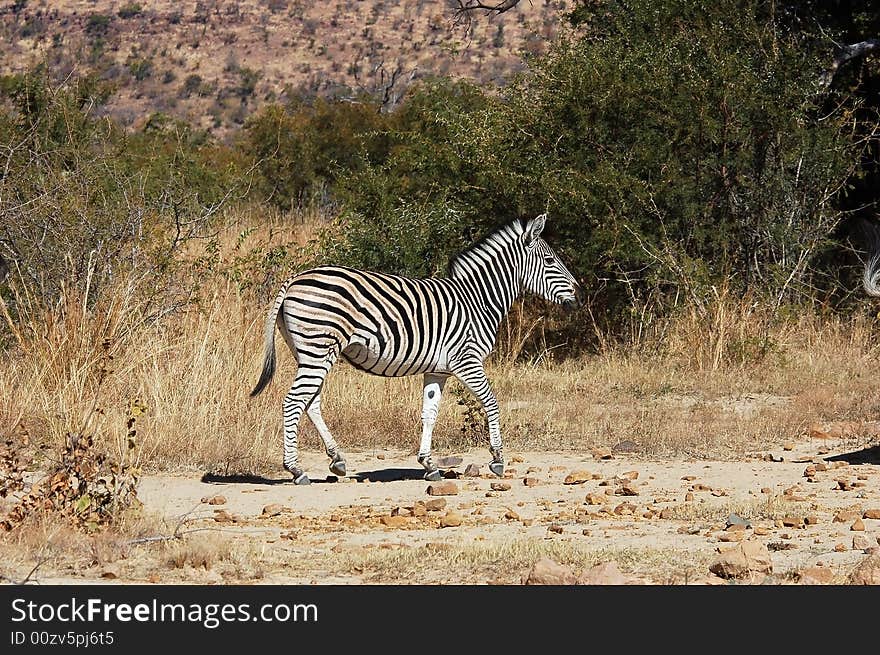 Burchell's Zebra in South Africa.