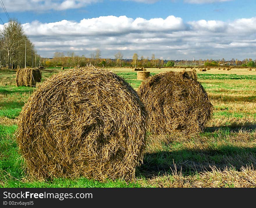 Intorted Rolls Of Hay On The Autumn Field