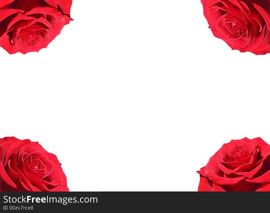 Isolated Roses On White