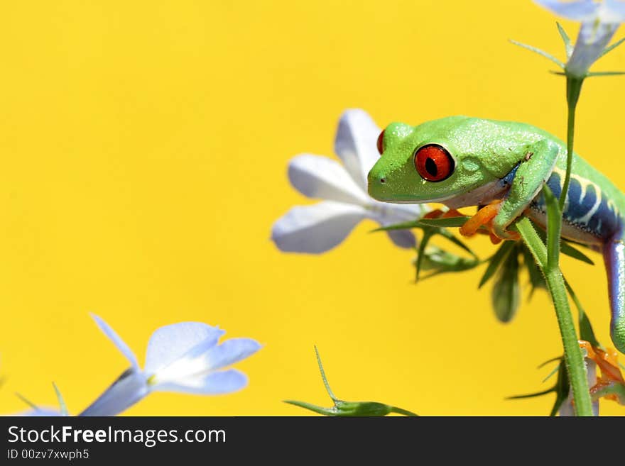 Image of a red eyed tree frog-agalychnis callidryas