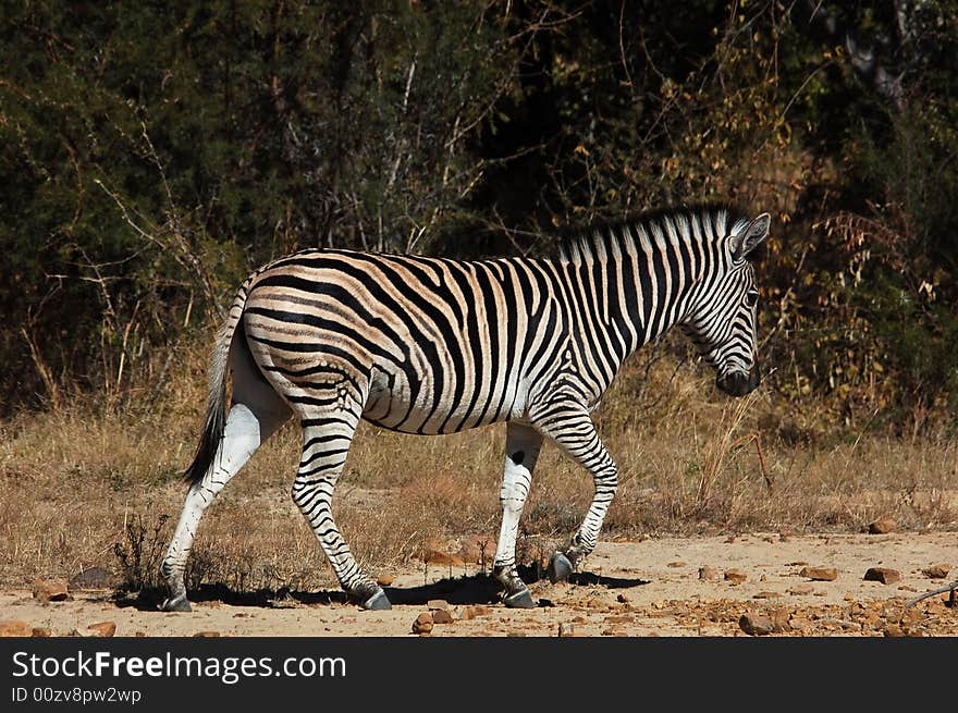 A Burchell's Zebra in South Africa.