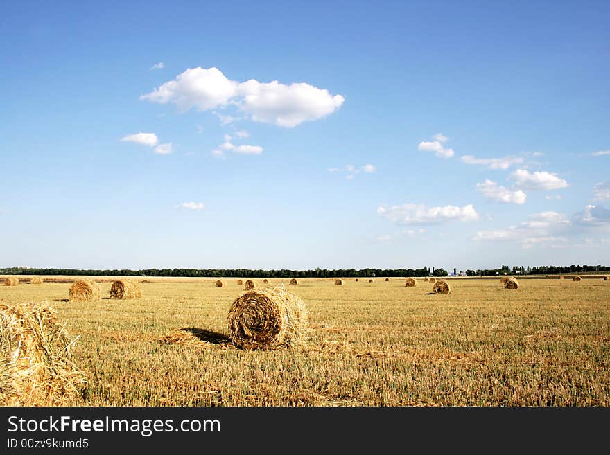 Field with hay after harvesting