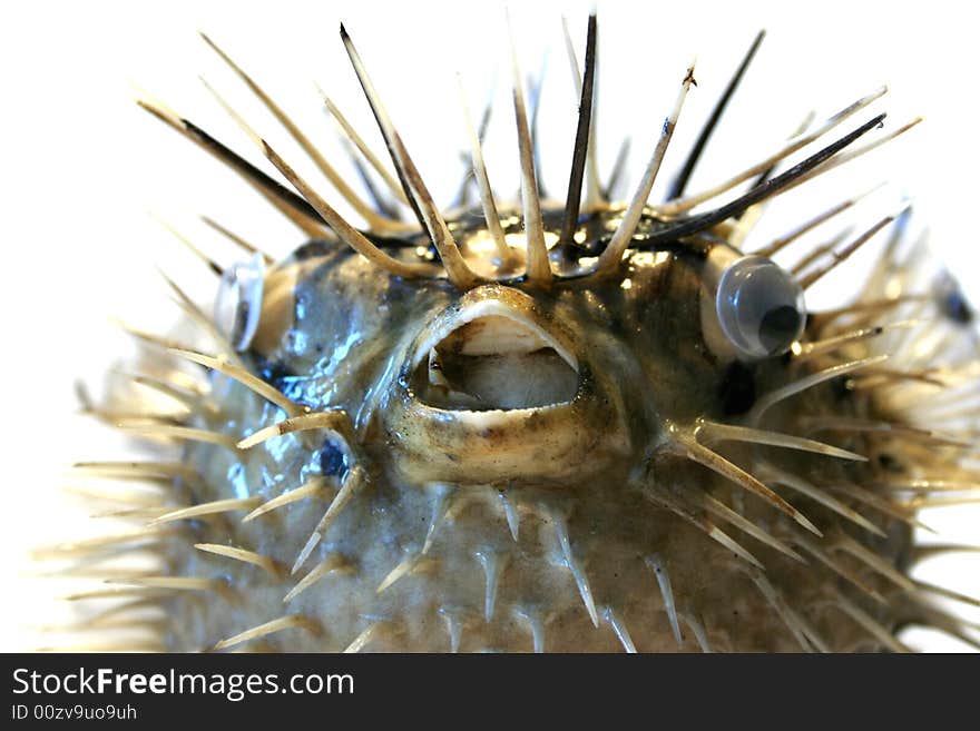 Sea fish with thorn on light background