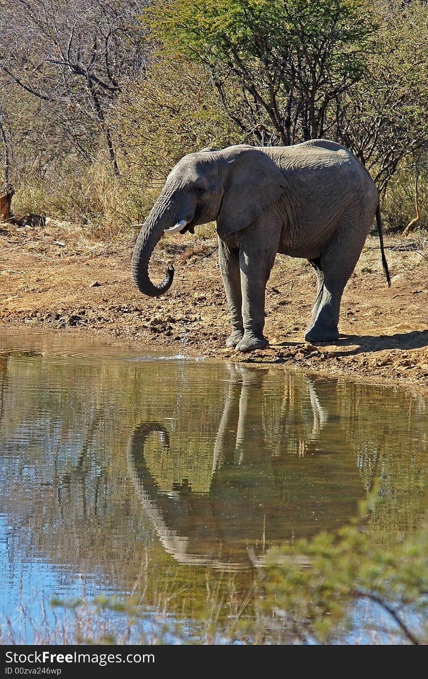 An African Elephant at a water hole in South Africa. An African Elephant at a water hole in South Africa.