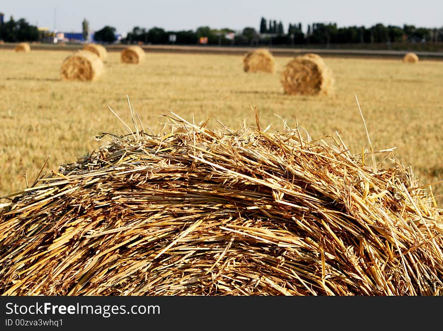 Hay is combined on a floor after harvesting