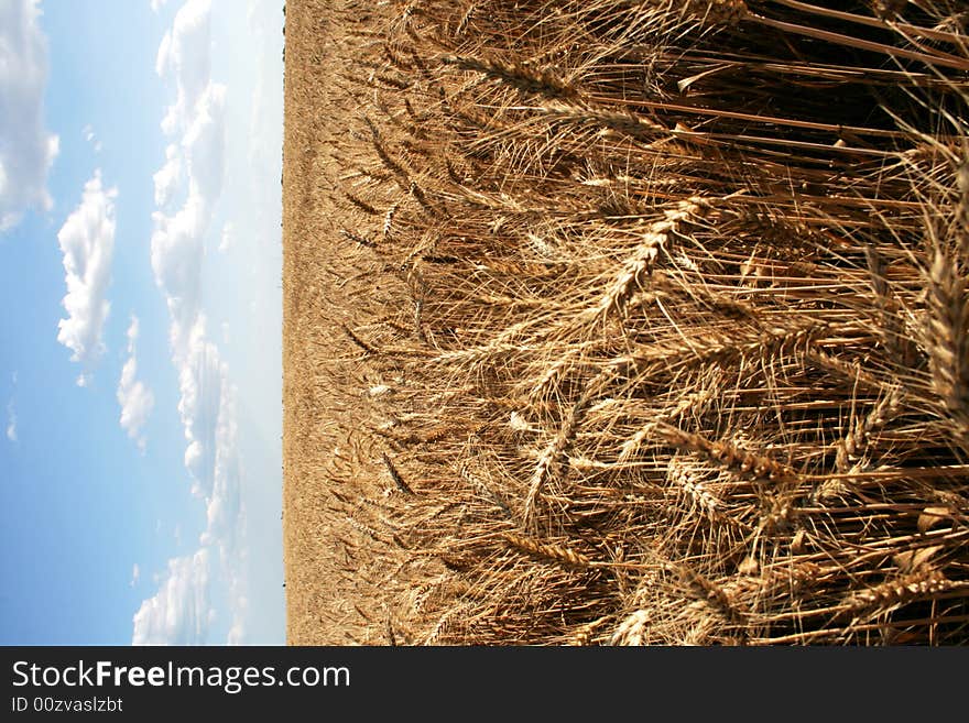 Wheaten field with large ears