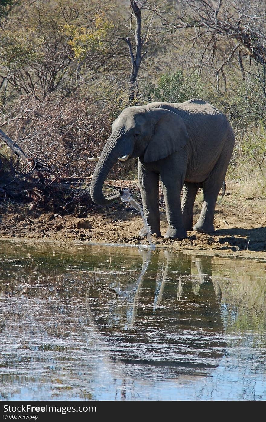 A wild African Elephant at a water hole. A wild African Elephant at a water hole