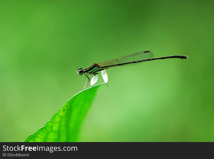 A damselfly isolated stay on leaf top in green backfround.