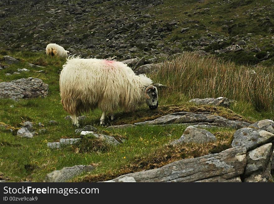 Ram grazing on the rocky hillside in Ireland.