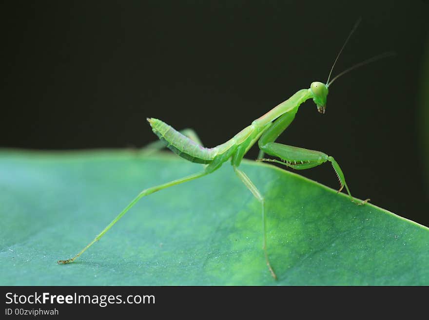 A mantis on a leaf