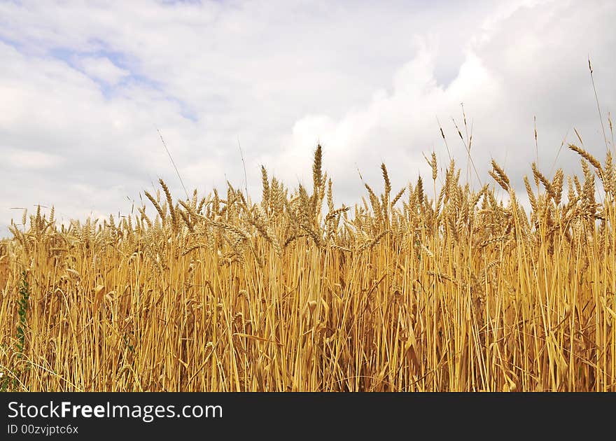 Wheat field and blue sky