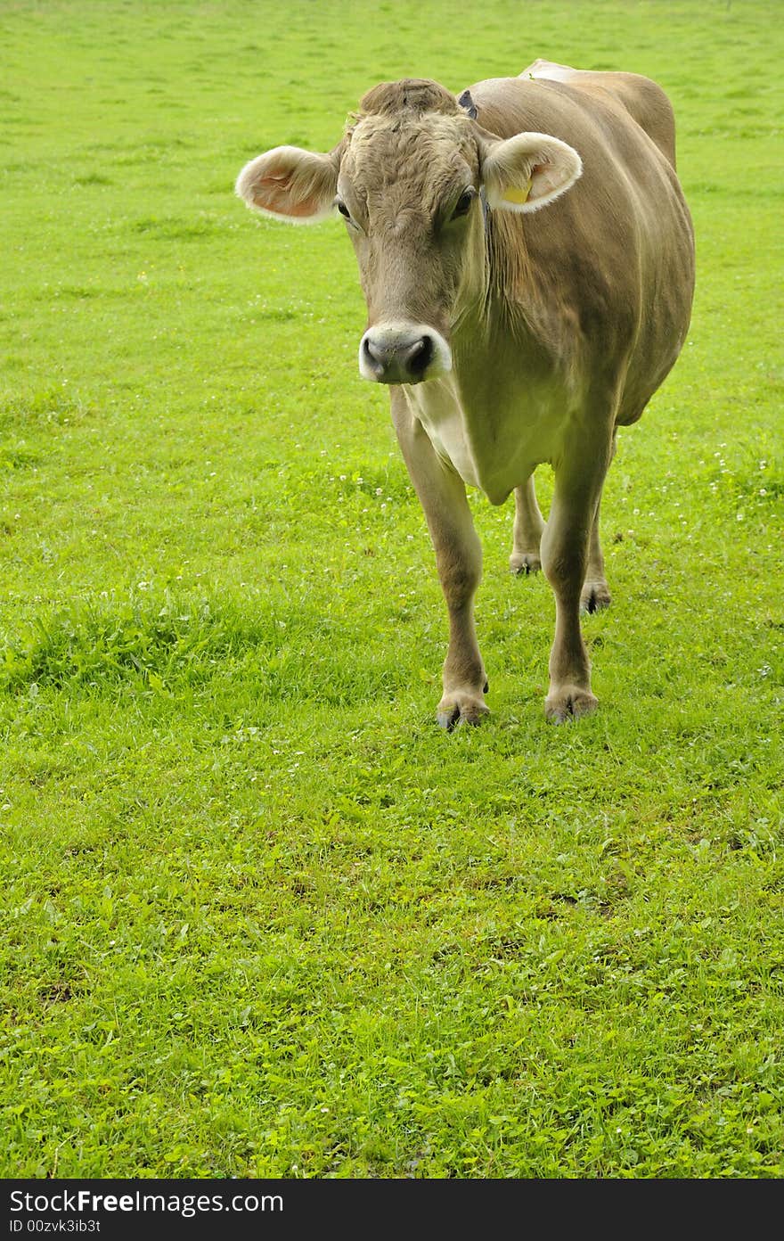A jersey cow in a pasture at dawn. Space for copy bottom left. A jersey cow in a pasture at dawn. Space for copy bottom left.