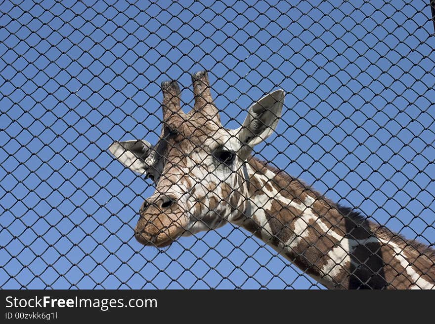 Giraffe looking through the cage