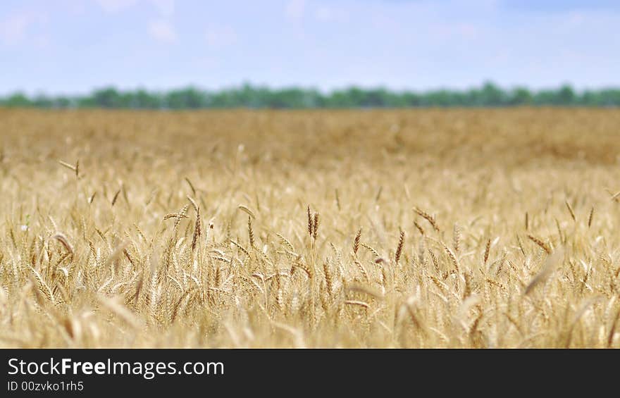 Wheat on the blue sky background. Wheat on the blue sky background