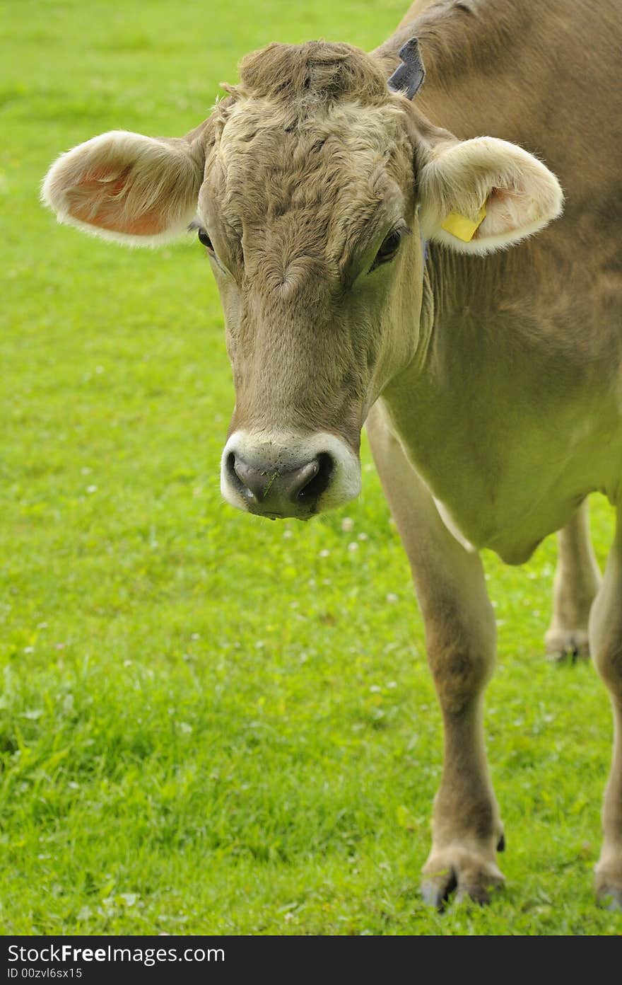 Close up portrait of a Jersey cow in a pasture at dawn. Space for copy bottom left. Close up portrait of a Jersey cow in a pasture at dawn. Space for copy bottom left.