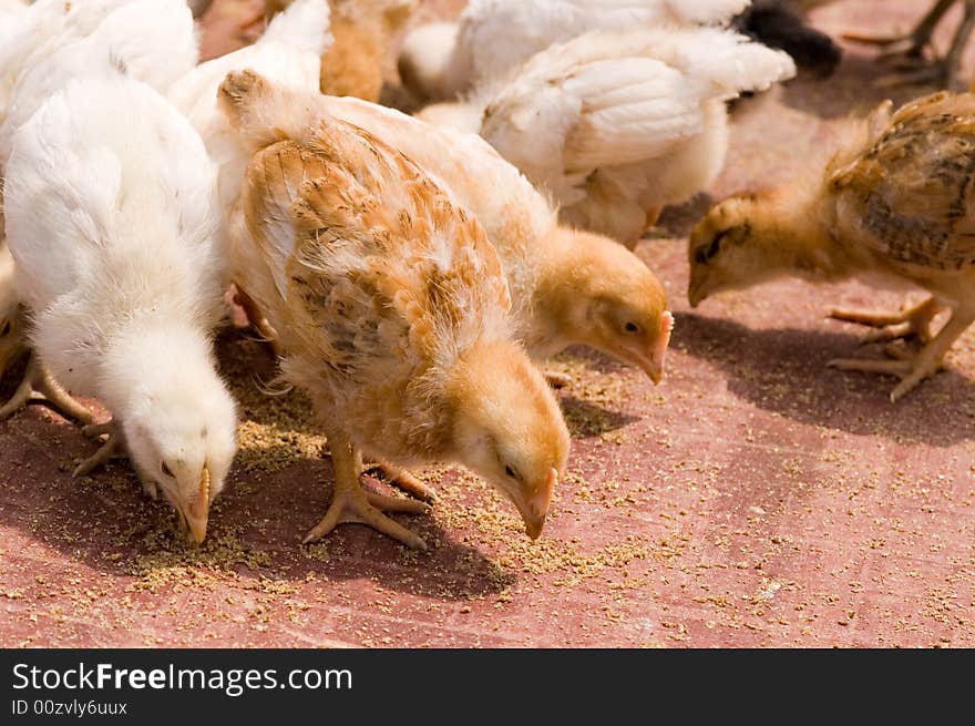 Some chicks  in a farm of beijing