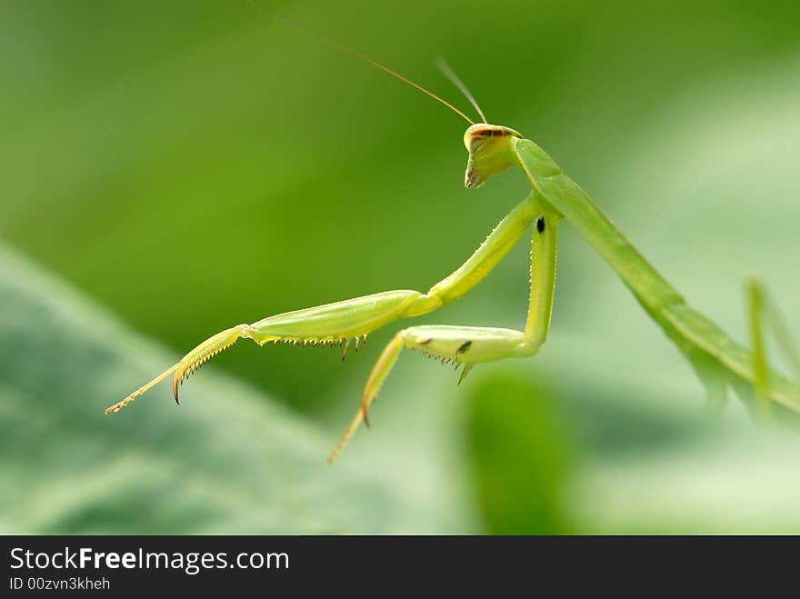 A praying mantis s movement