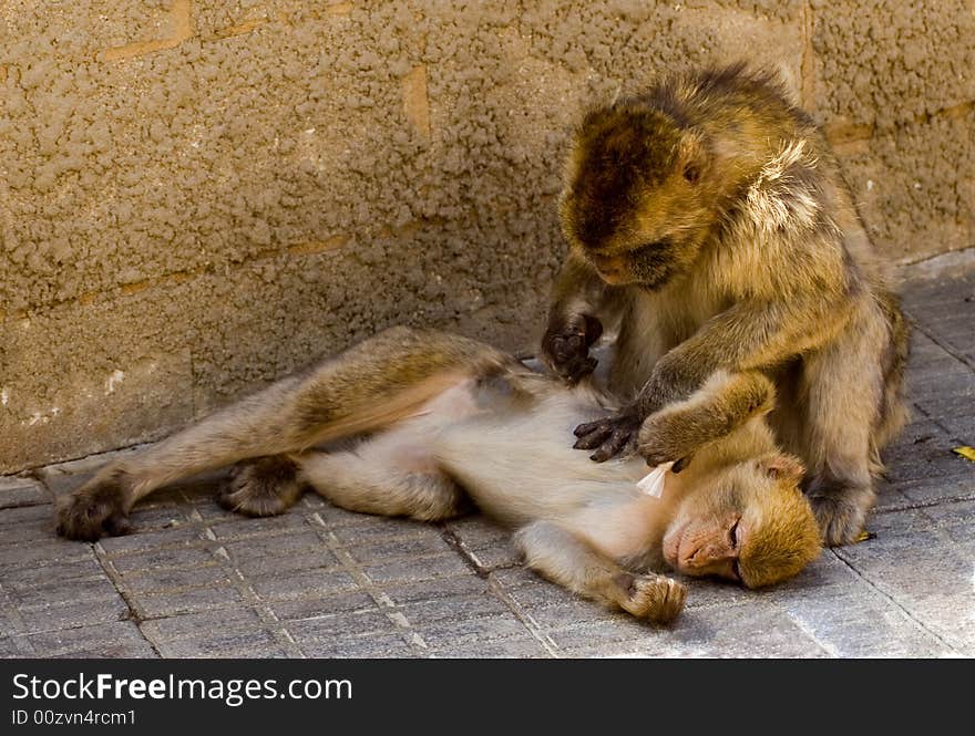 It's a photo of a pair of monkey on Gibraltar. It can be good for animal themes. It's a photo of a pair of monkey on Gibraltar. It can be good for animal themes