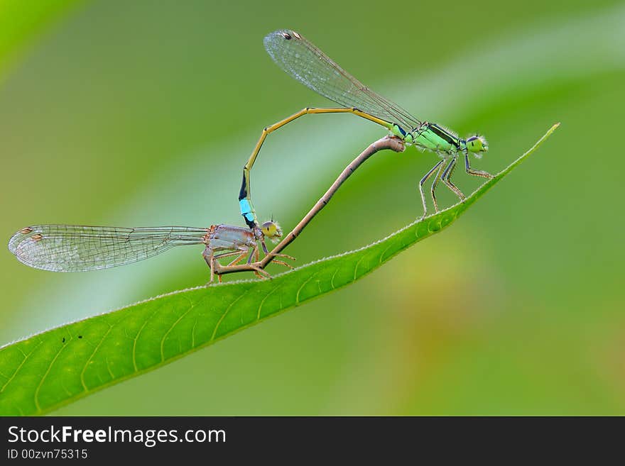 Damselfly make love on the leaves.