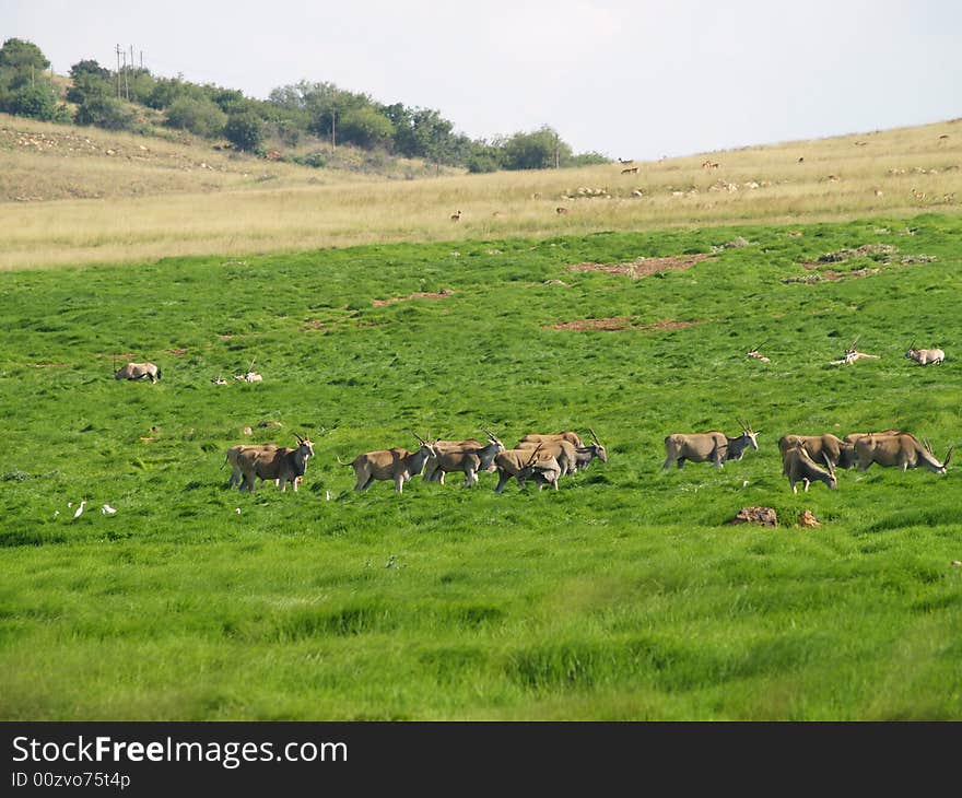 Eland Herd