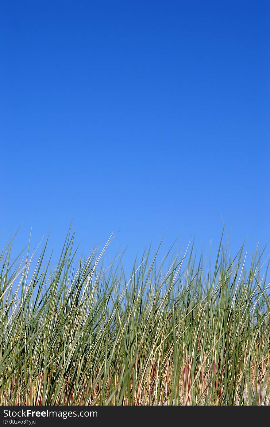 Grass And Sky