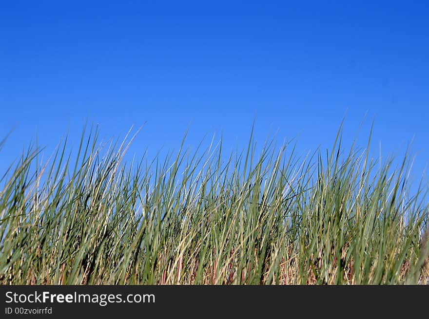 Green grass and sky