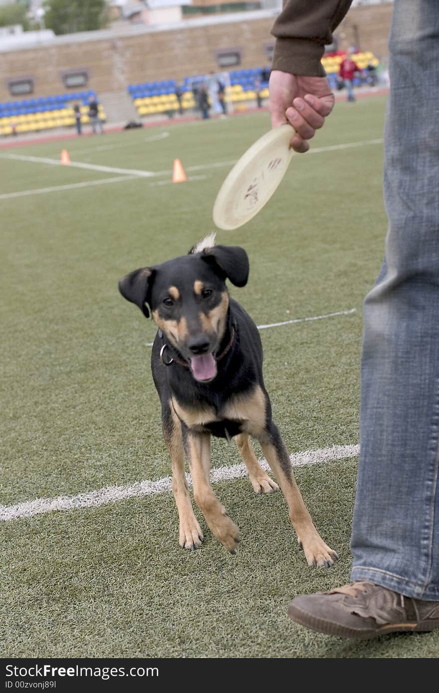 Dog Playing With Frisbee