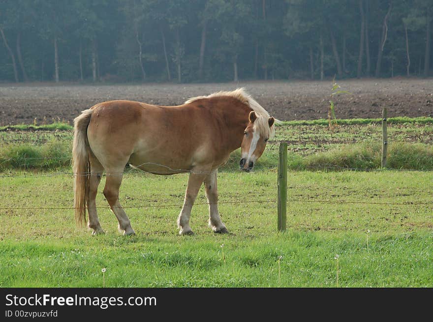 Grazing horse behind a fence