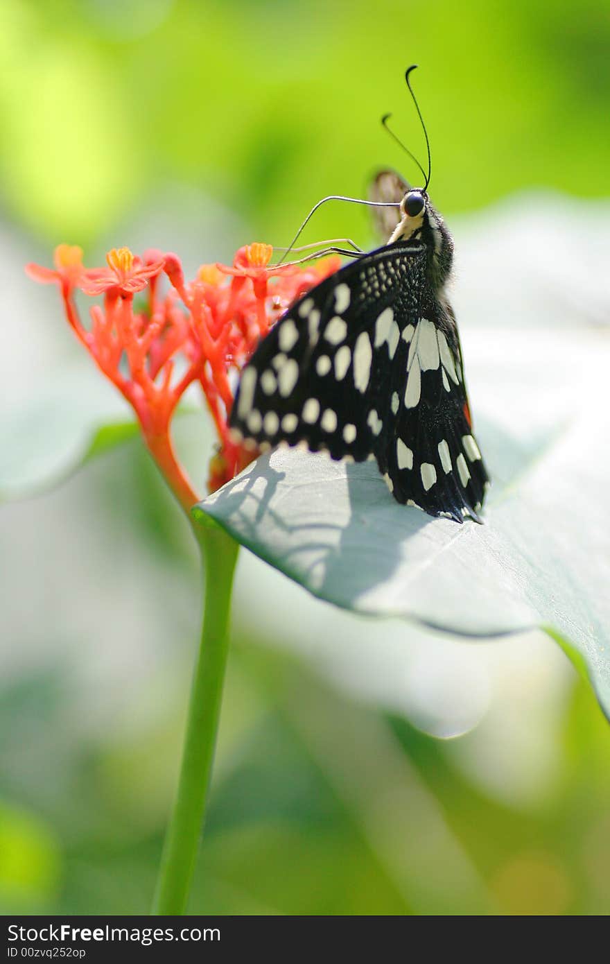 A beautiful  butterfly in summer