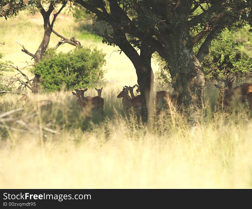 I took this picture at Krugersdorp Nature Reserve,South Africa. I took this picture at Krugersdorp Nature Reserve,South Africa.