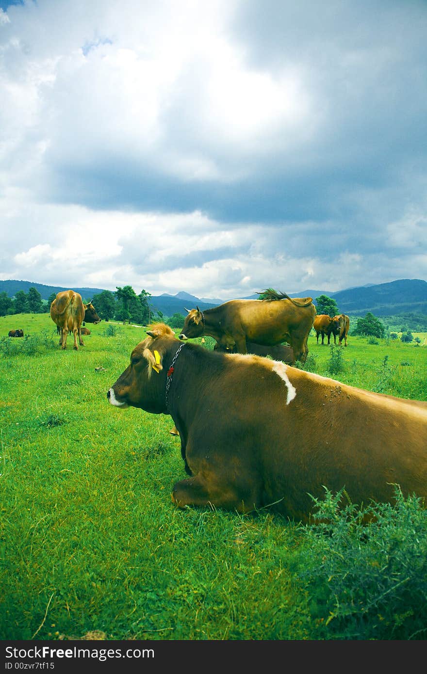 Cows resting on summer pasture