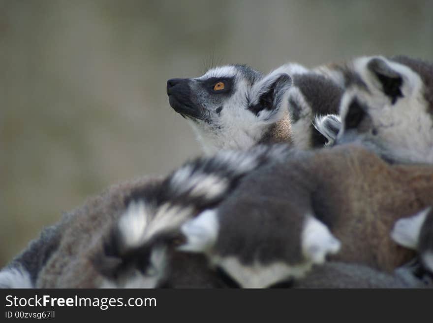 Lemur Madagascar