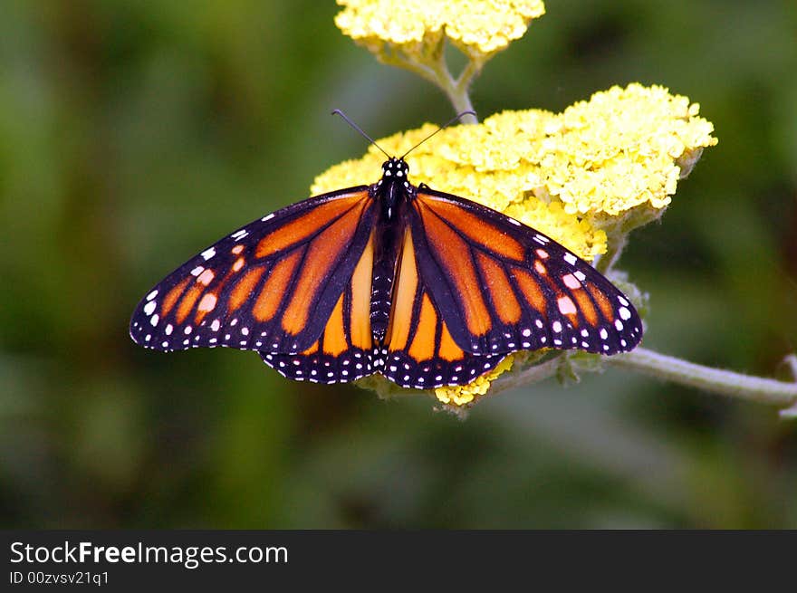 Monarch butterfly on yellow flower