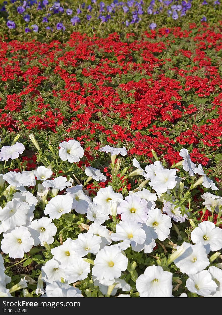 White Red And Purple Flowers