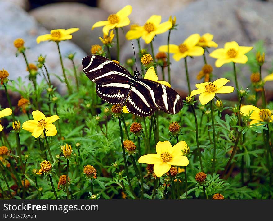 Black and white butterfly on yellow flower