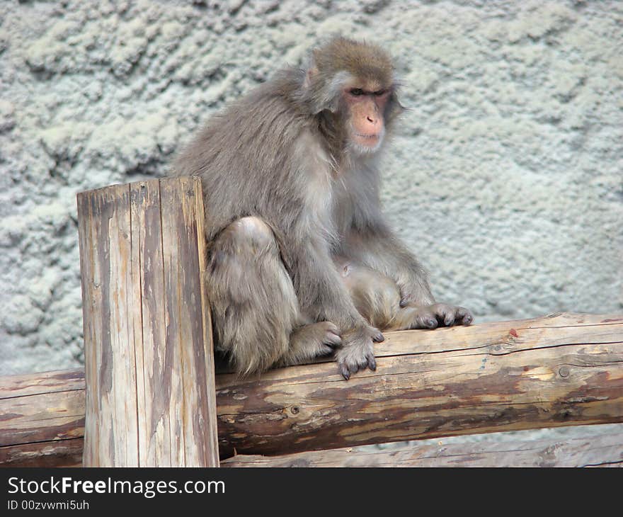 The Japanese macaque, gentle macaque, snow monkey Macaca fuscata the most northern kind of monkeys. The Japanese macaque, gentle macaque, snow monkey Macaca fuscata the most northern kind of monkeys